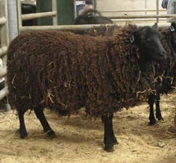 シェトランドの羊